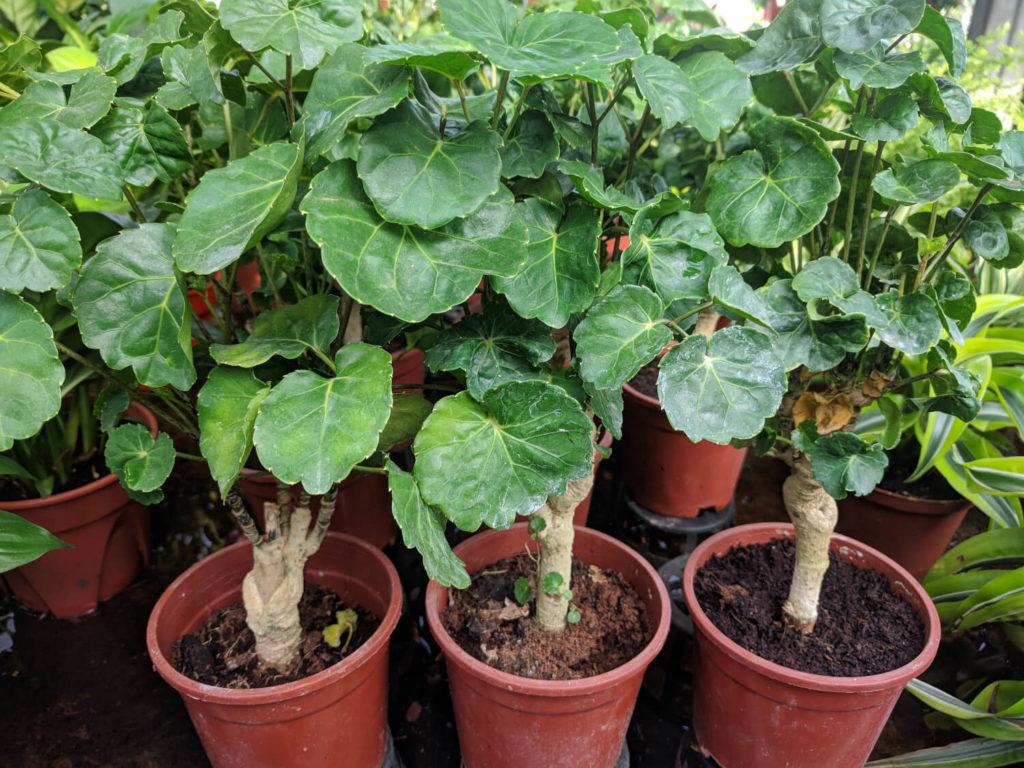 Polyscias fabian pot