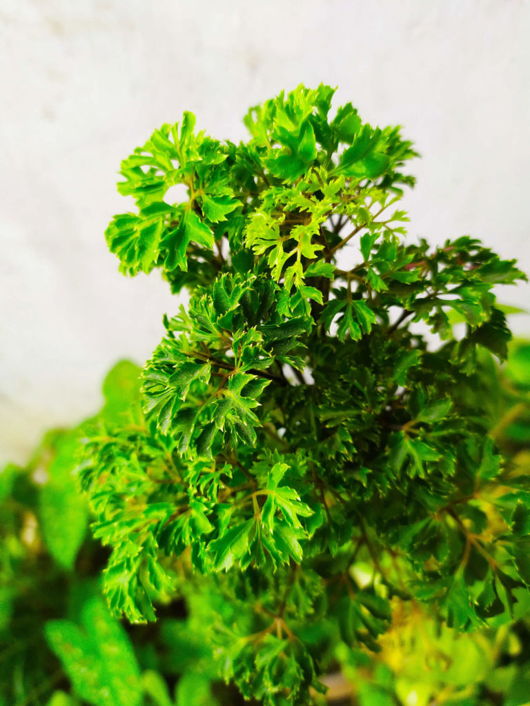 polyscias fruticosa ming