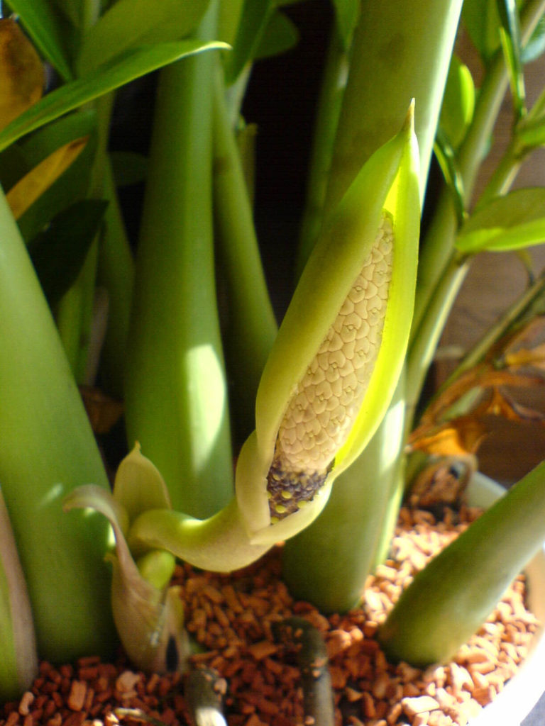 Zamioculcas bloem
