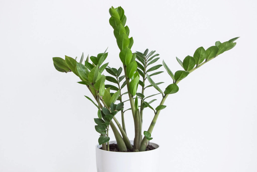 Zamioculcas verzorging