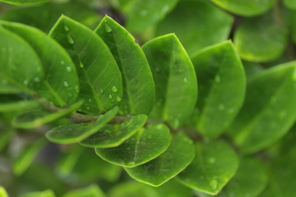 Zamioculcas zamiifolia
