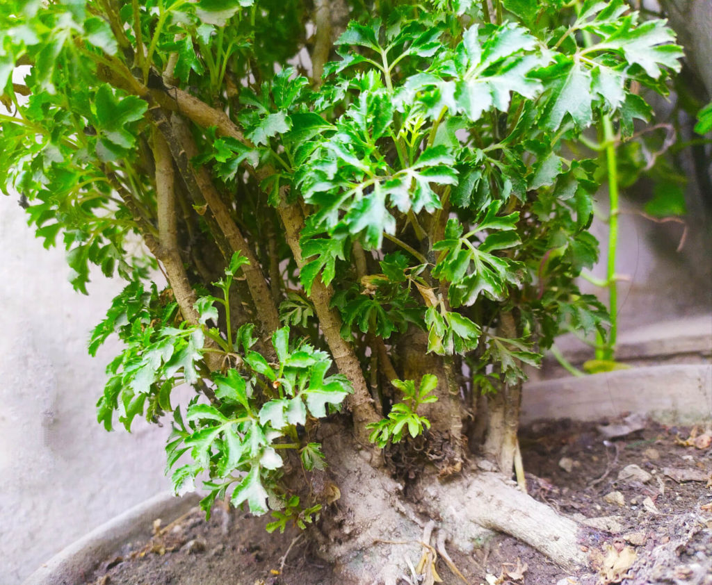 aralia ming