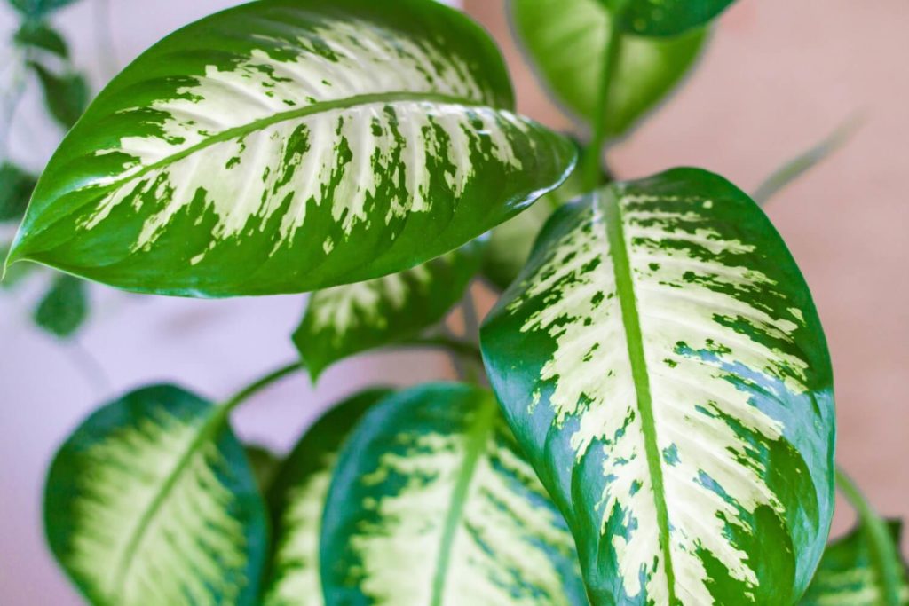 Dieffenbachia