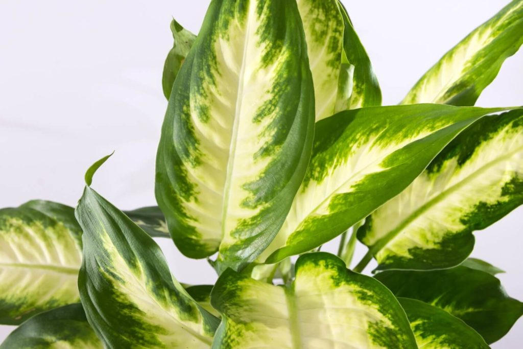 Dieffenbachia blad