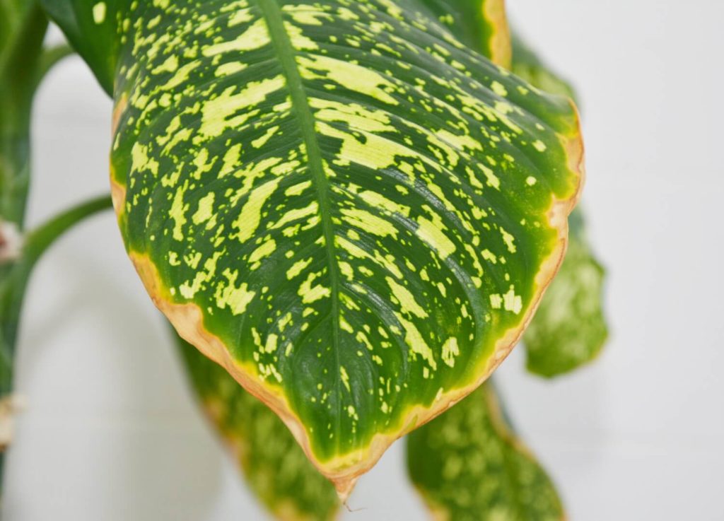 Dieffenbachia bruine bladeren