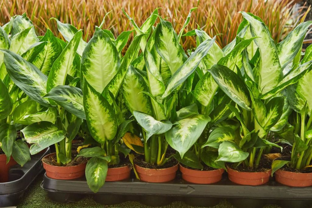 Dieffenbachia in pot
