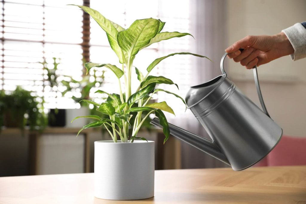 Dieffenbachia water geven