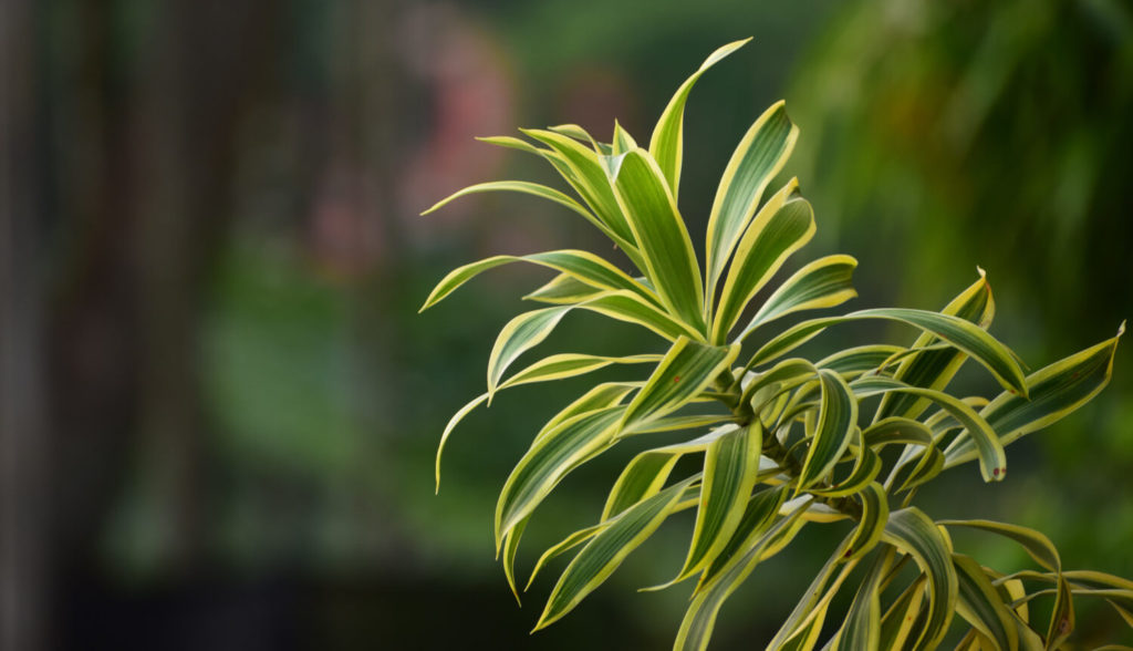 Dracaena blad