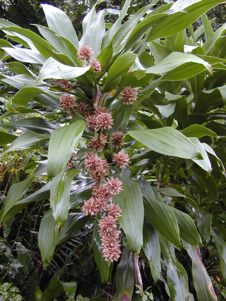 dracaena bloem