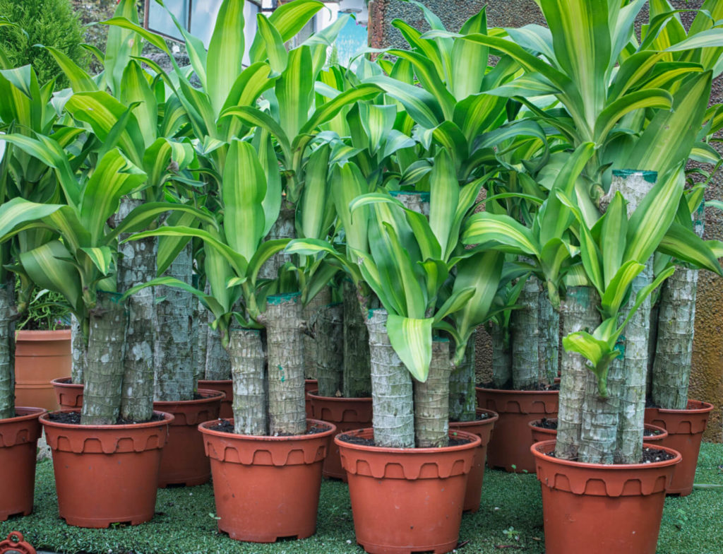Dracaena in pot