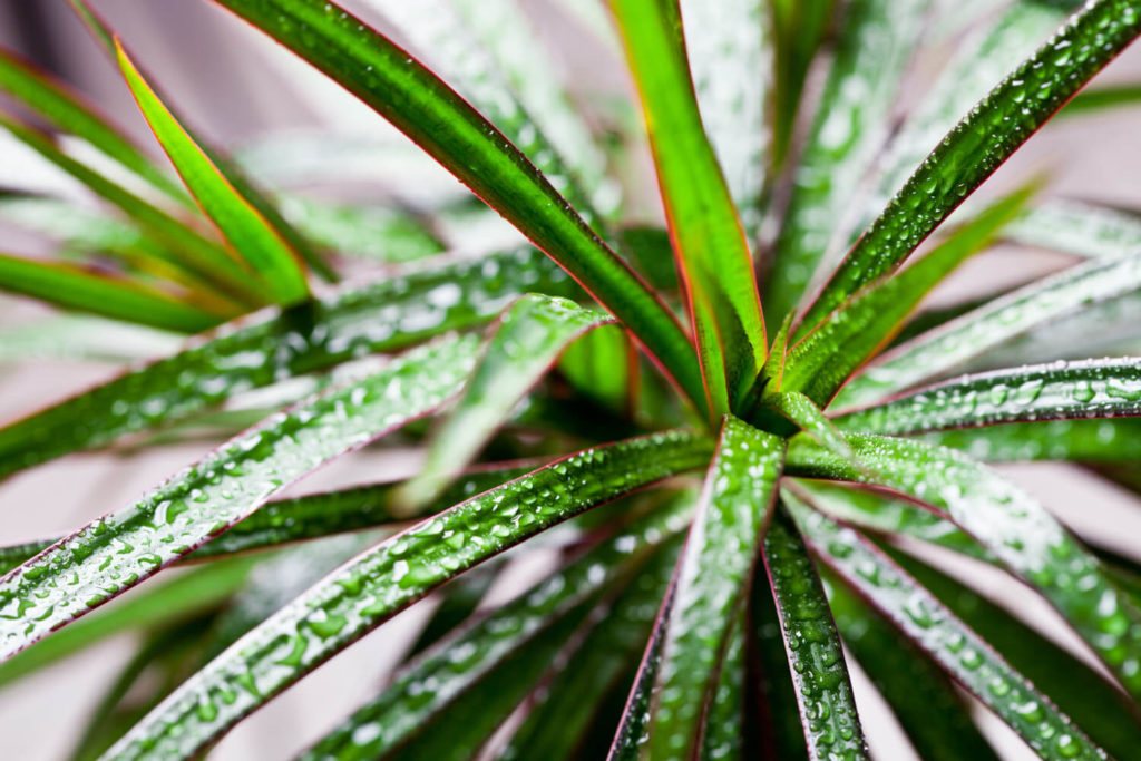 Dracaena en luchtvochtigheid