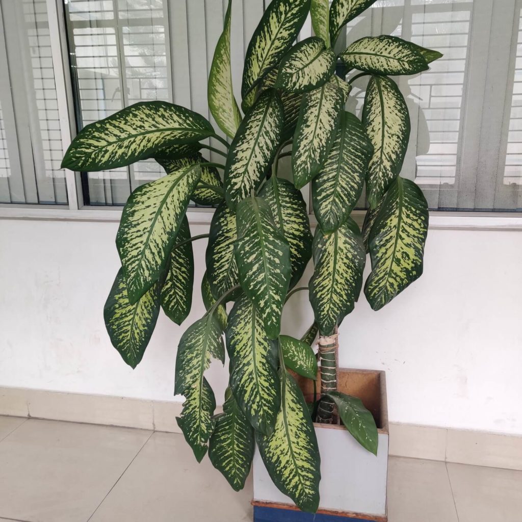 Dieffenbachia grote soorten