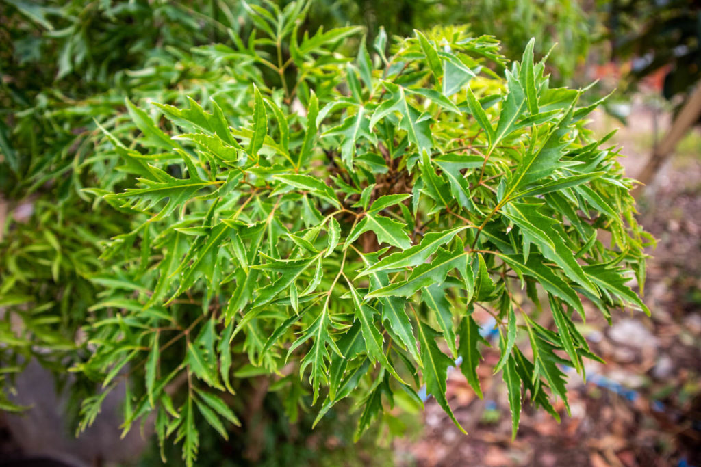 Polyscias ming