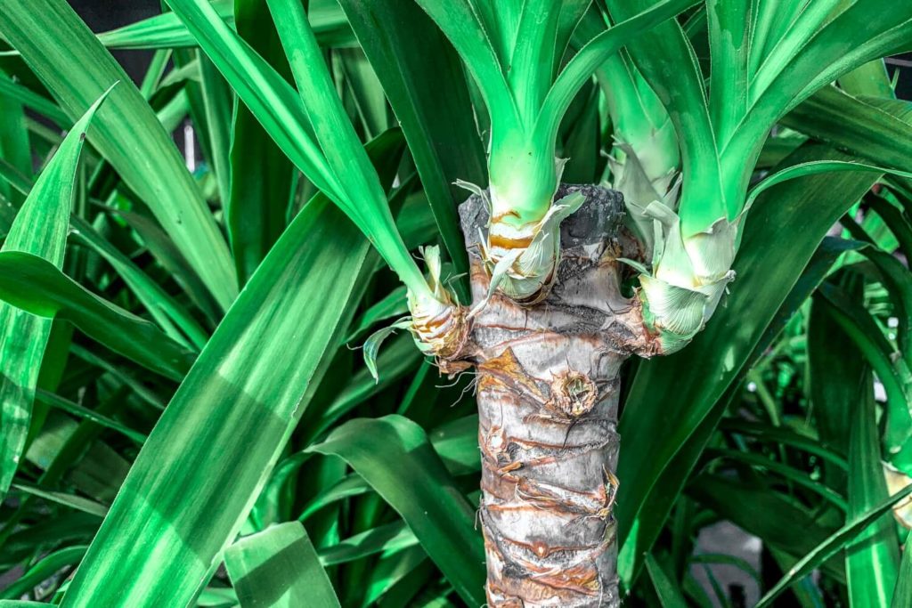 yucca