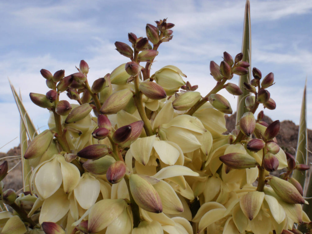 yucca bloem