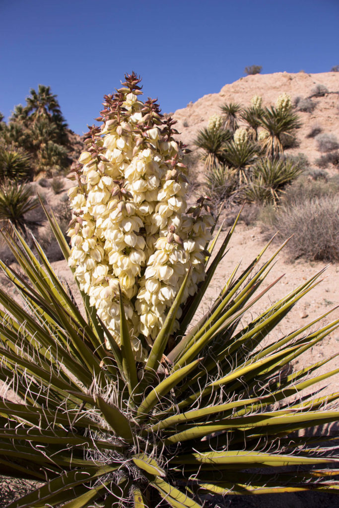 yucca in bloei