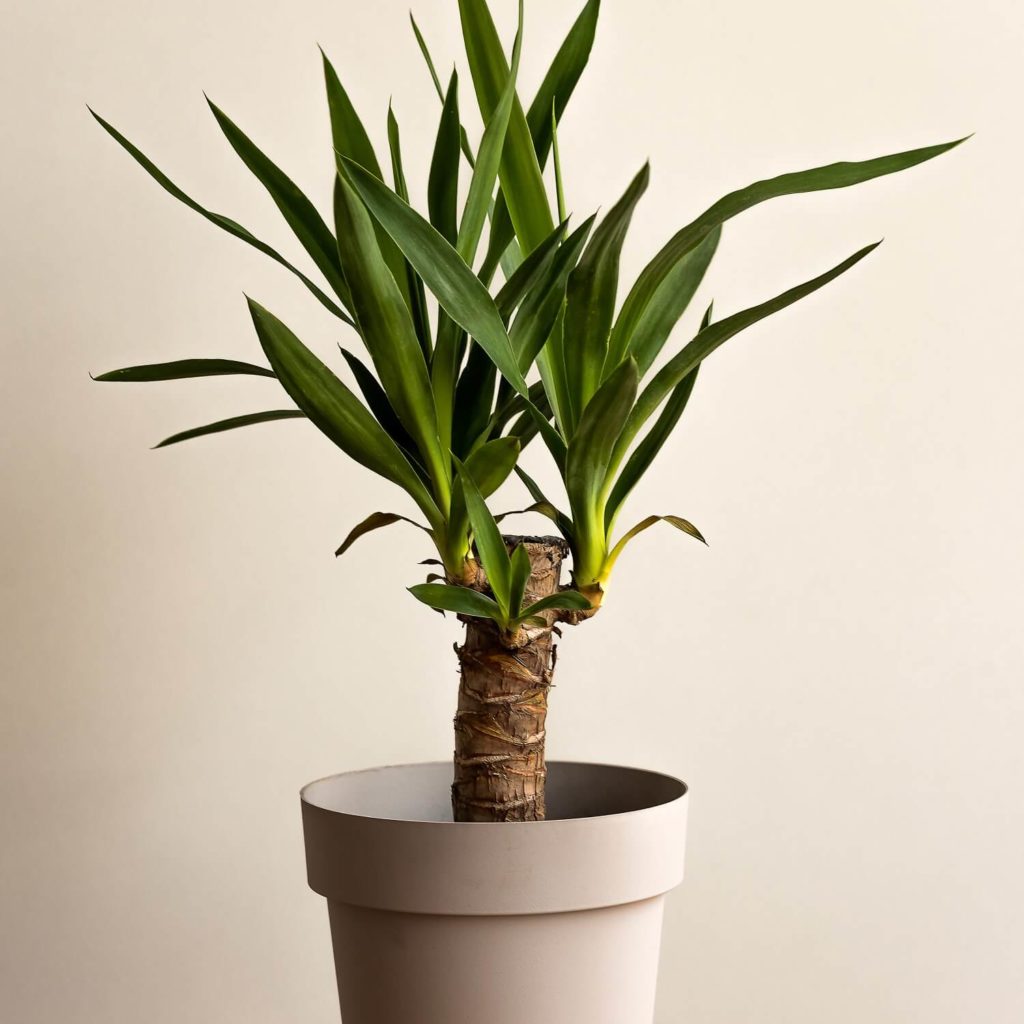 yucca palmlelie
