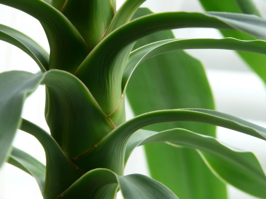 yucca verzorging