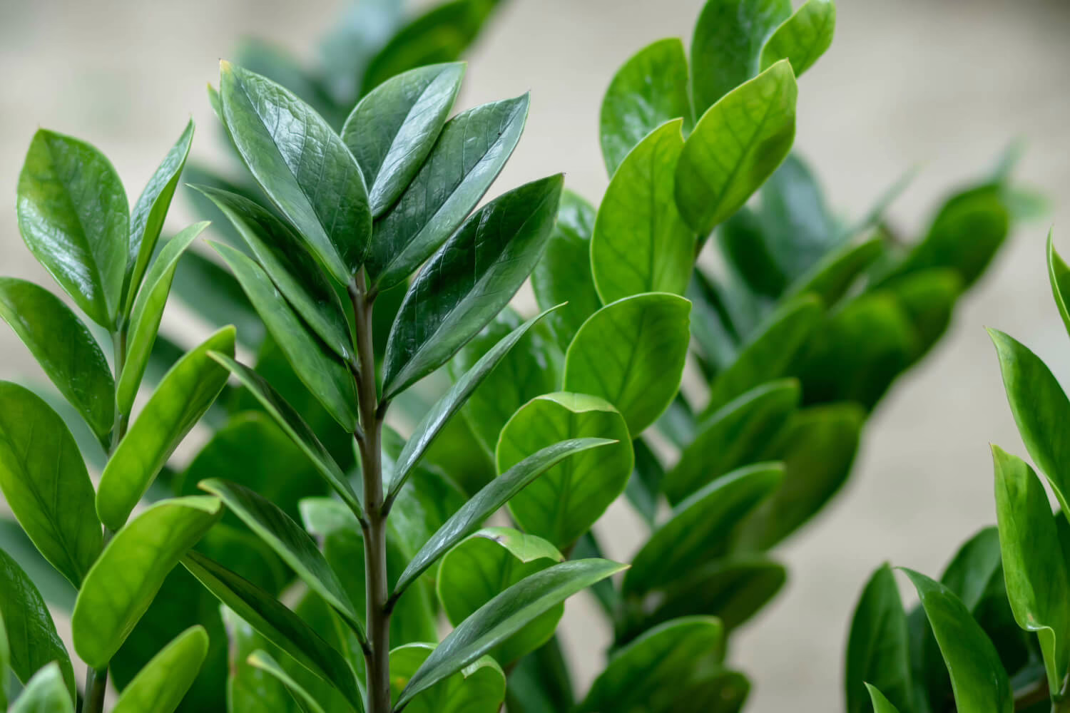 Zamioculcas