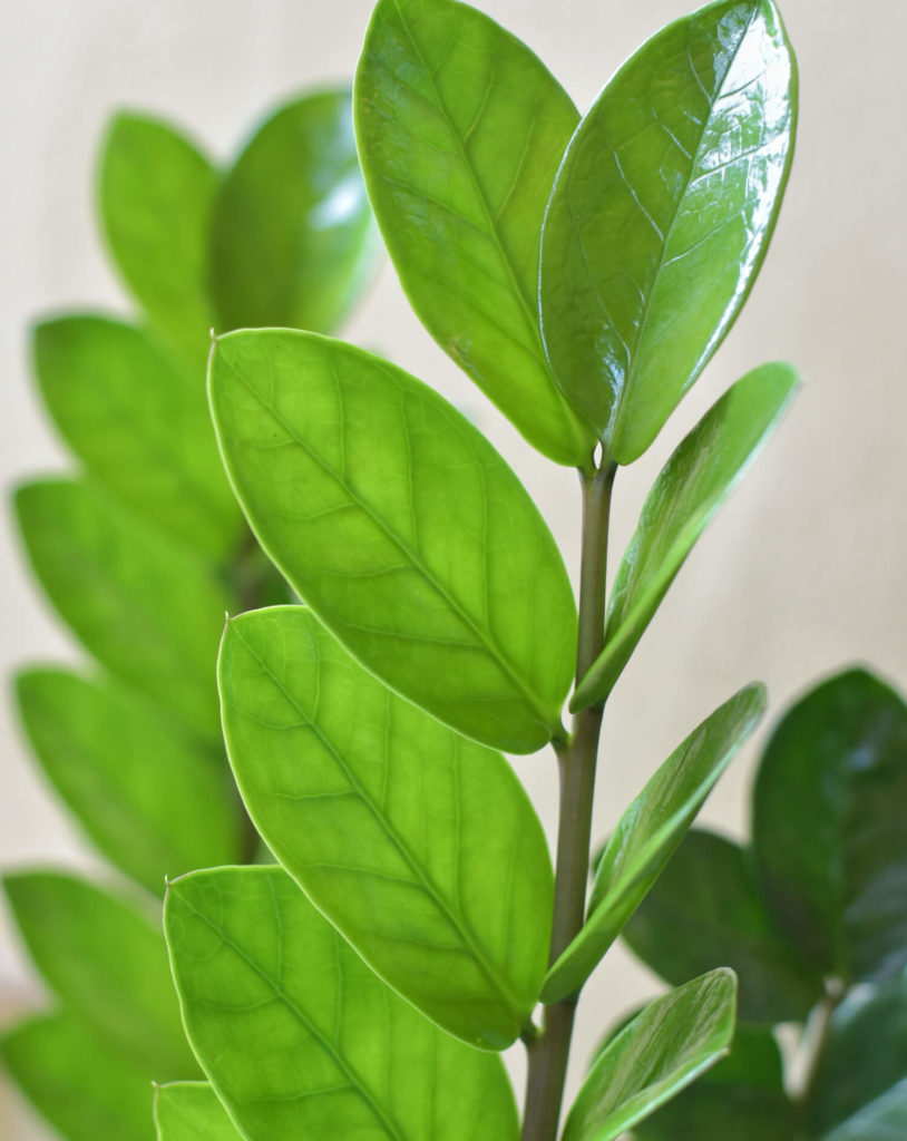 zz plant