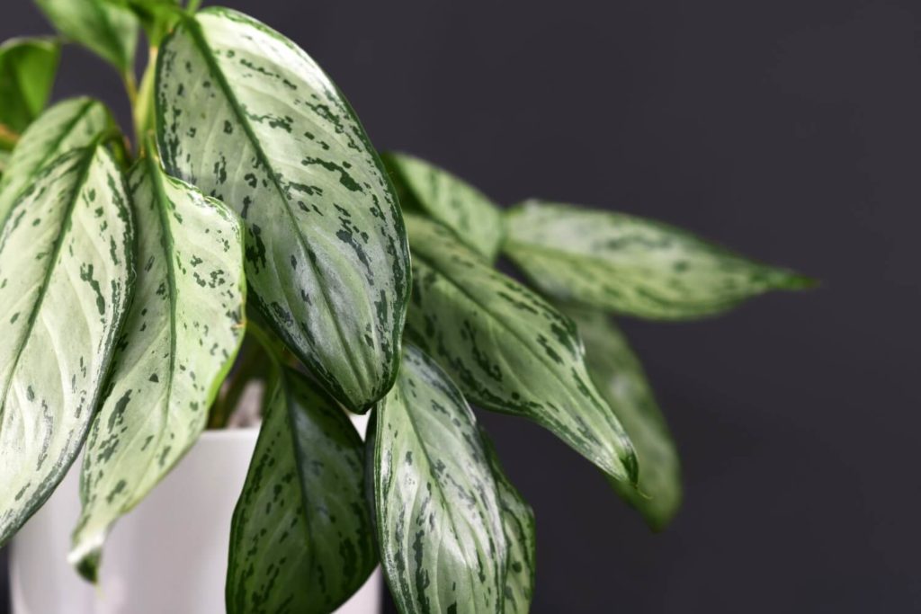 Aglaonema chinesische immergrüne Pflanze