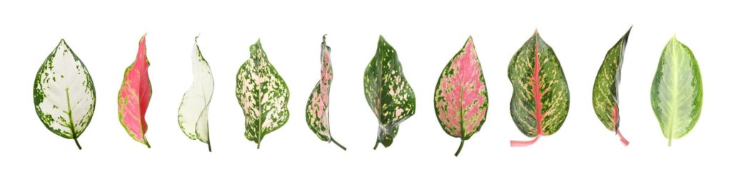 Aglaonema-Arten