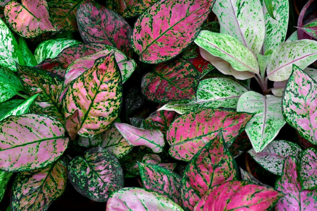 Aglaonema Pflege