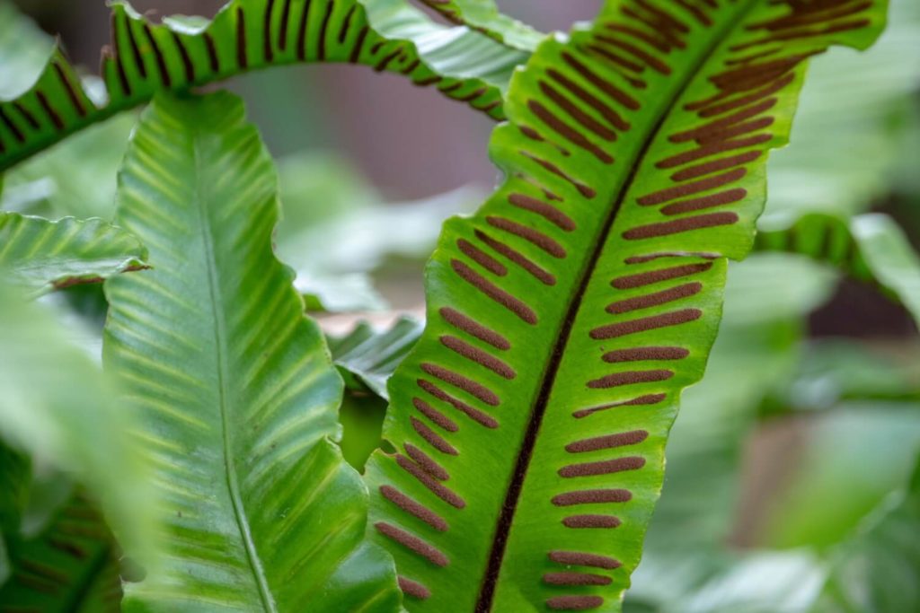 Asplenium Blatt