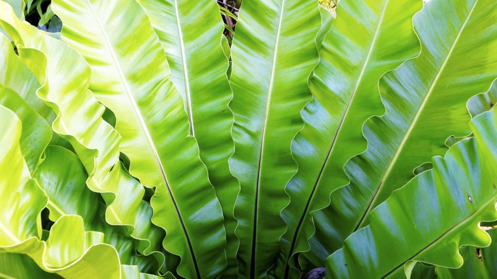 Asplenium Nestfarn