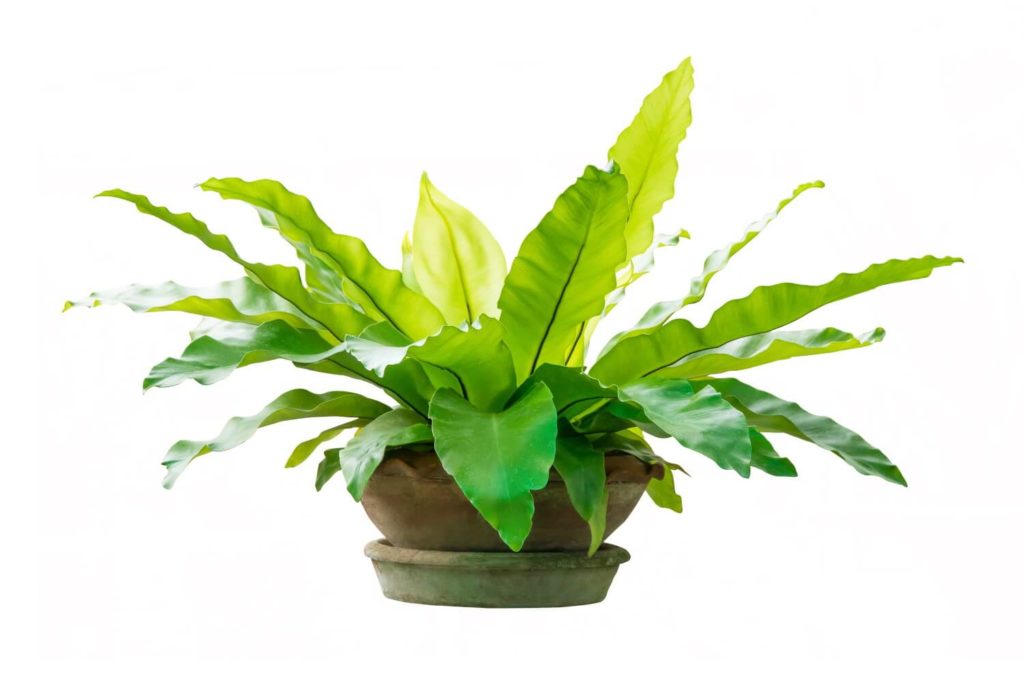 Asplenium-Pflege