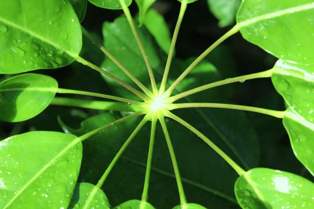 Schefflera