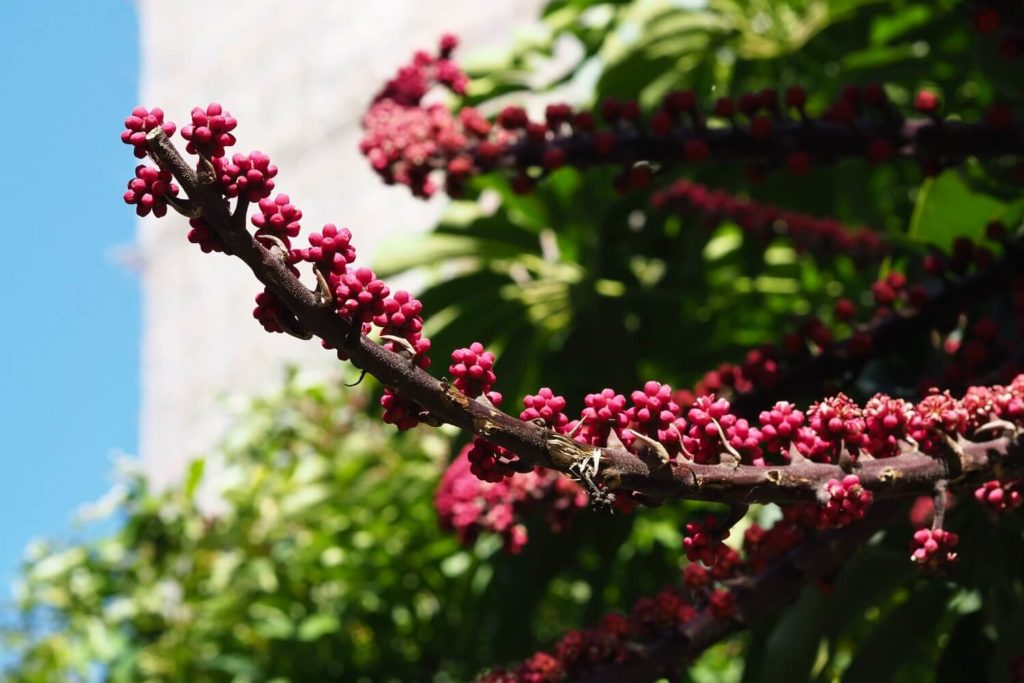 Schefflera bloemen