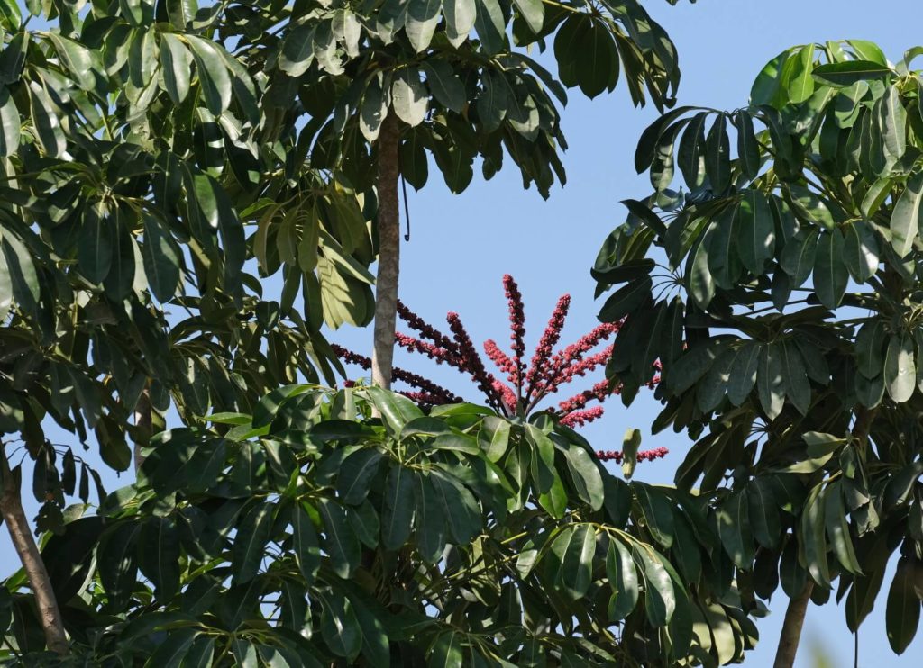 Schefflera boom