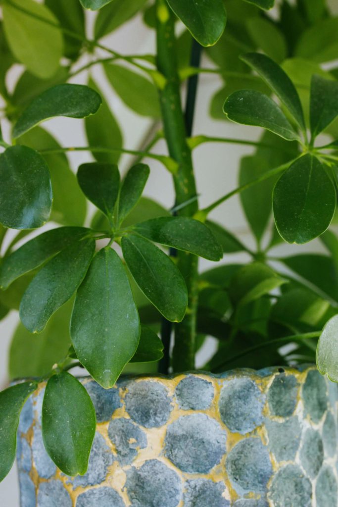 Schefflera