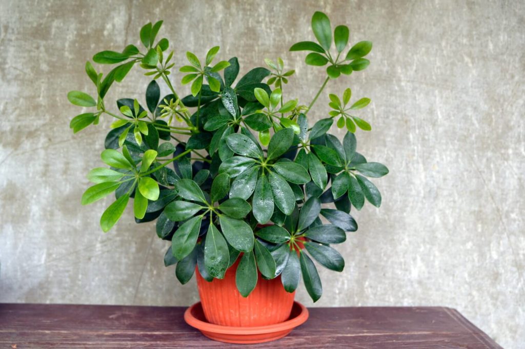 Schefflera kamerplant