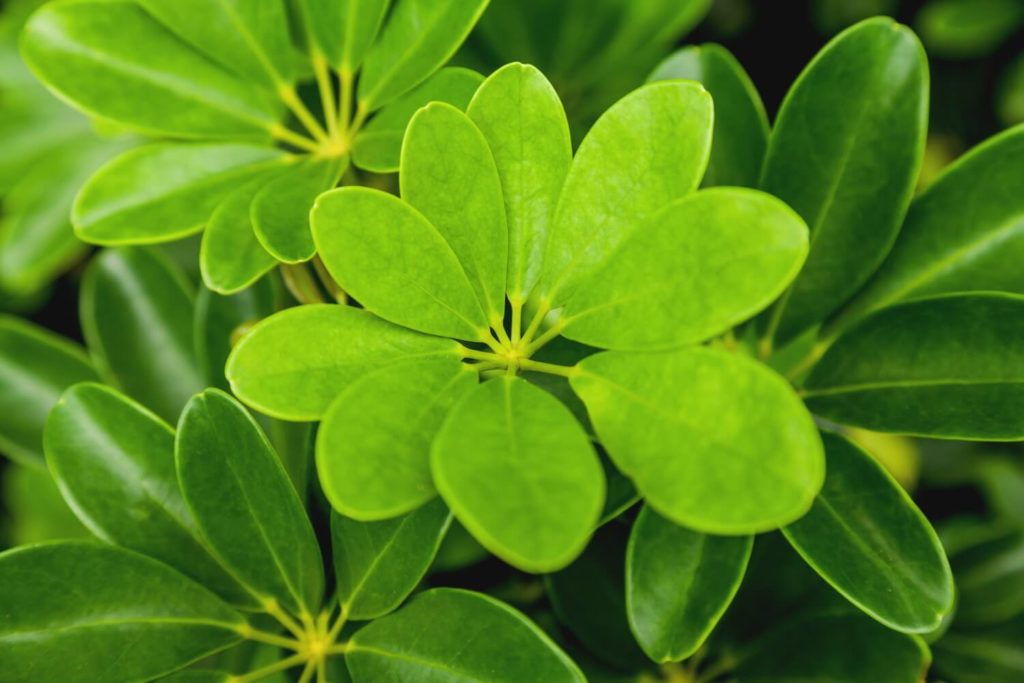 Schefflera verzorging