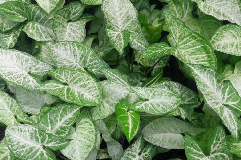 Syngonium