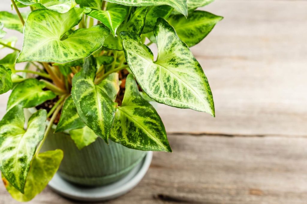 Syngonium panaschierte Blätter