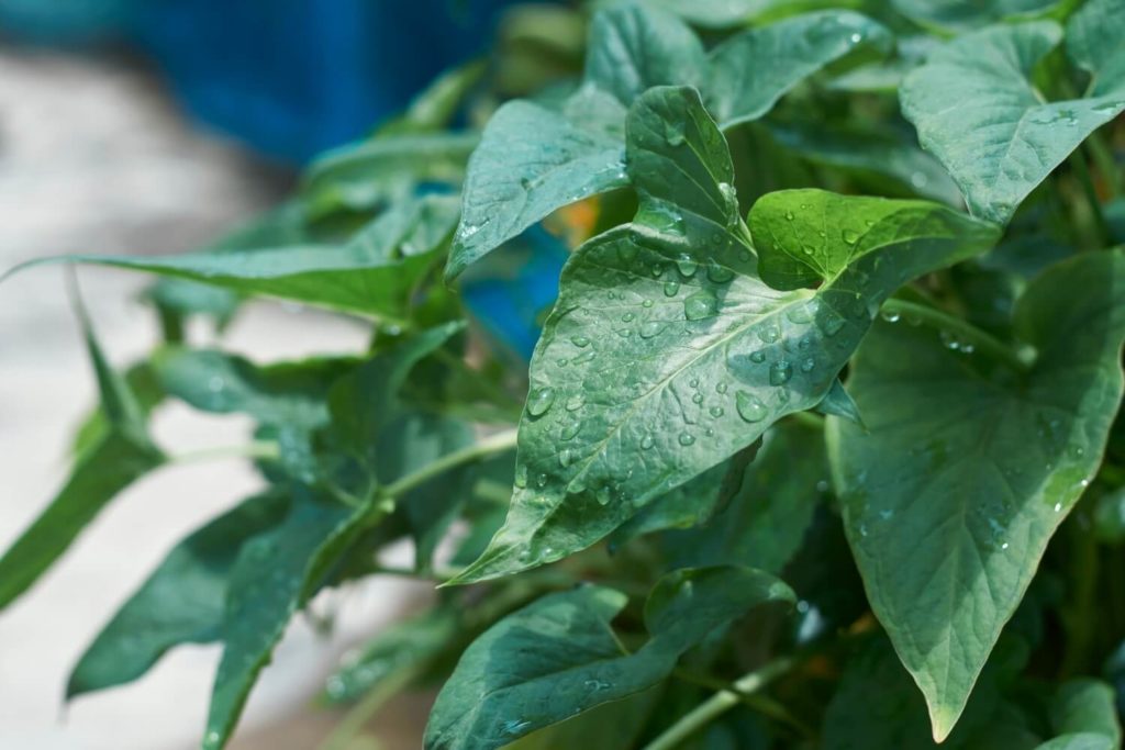 Syngonium Feuchtigkeit