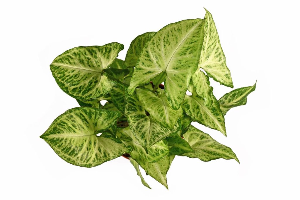 Syngonium Pflege