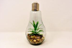 Terrarium planten