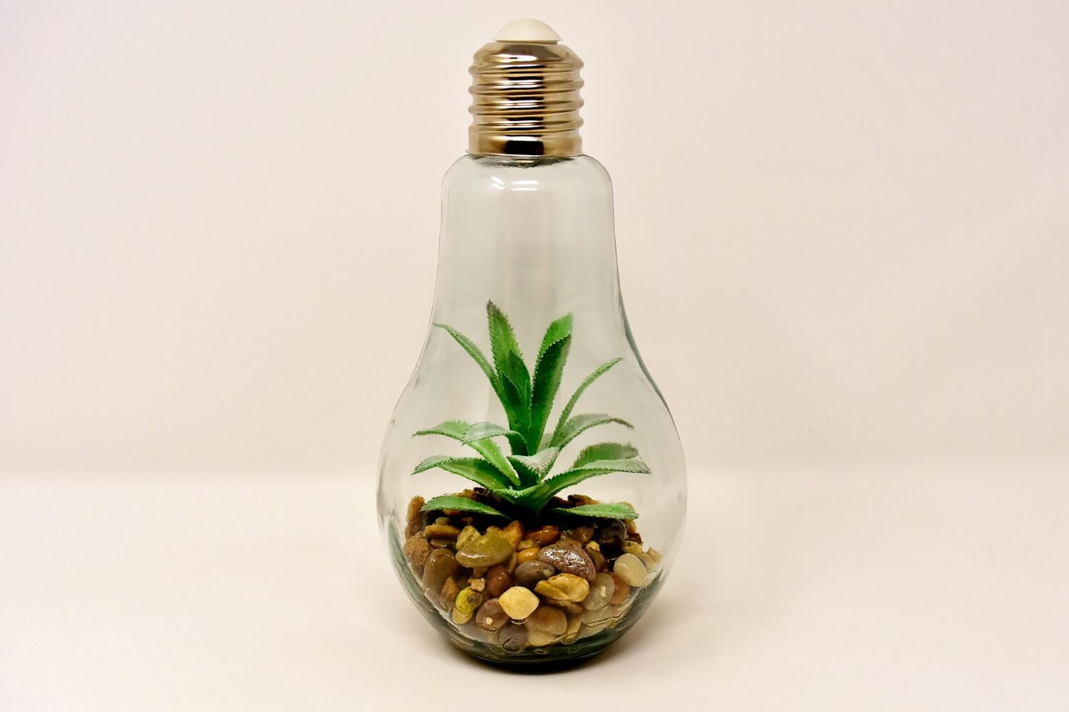 Terrarium planten