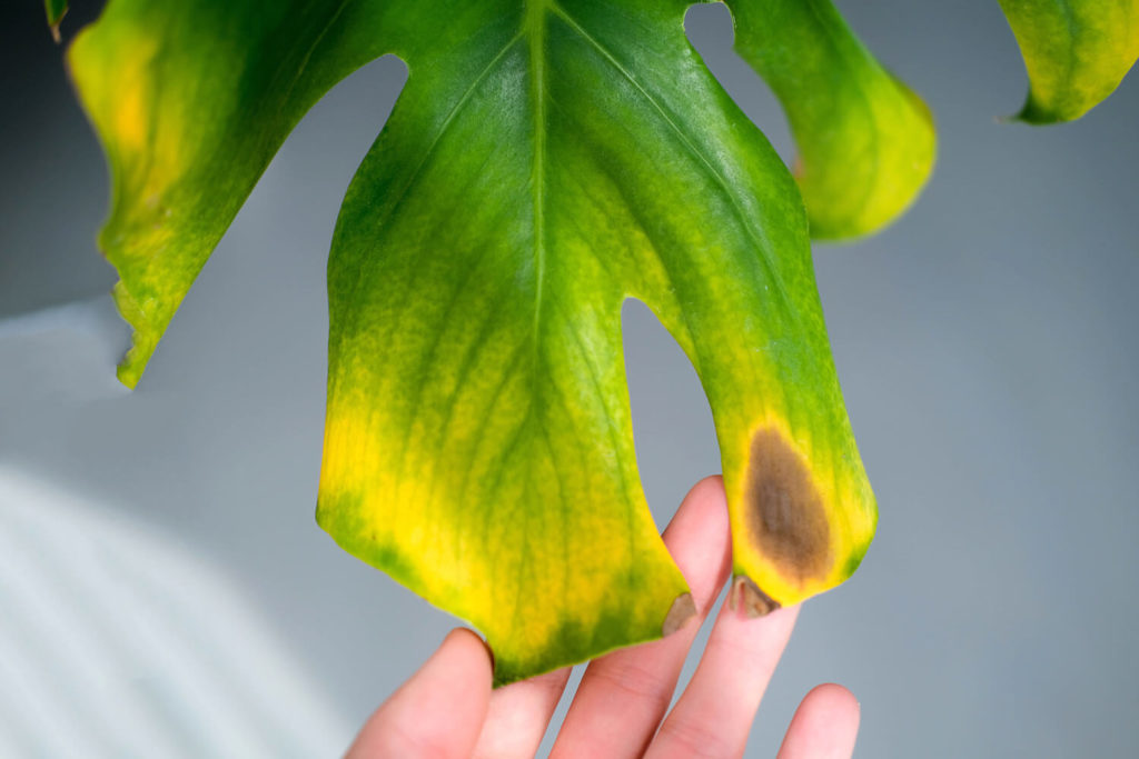 bruine vlekken op bladeren monstera
