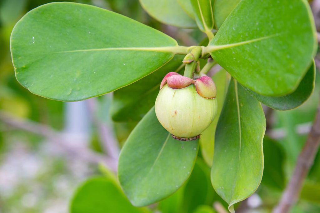 Clusia-Früchte in der freien Natur