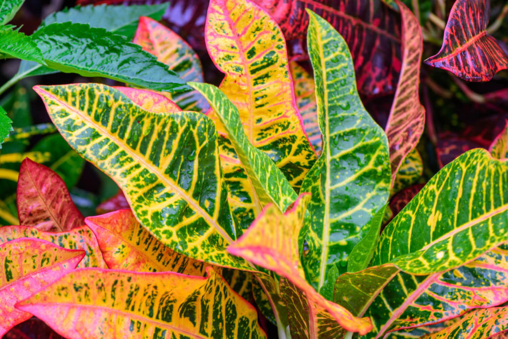 croton