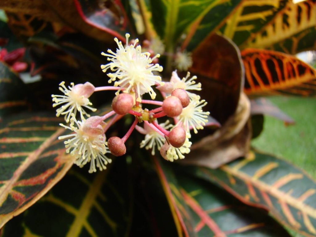 Krotonblüte