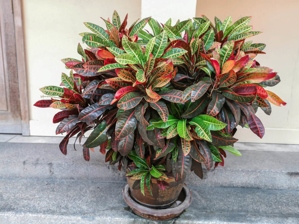 Croton-Wunderbusch