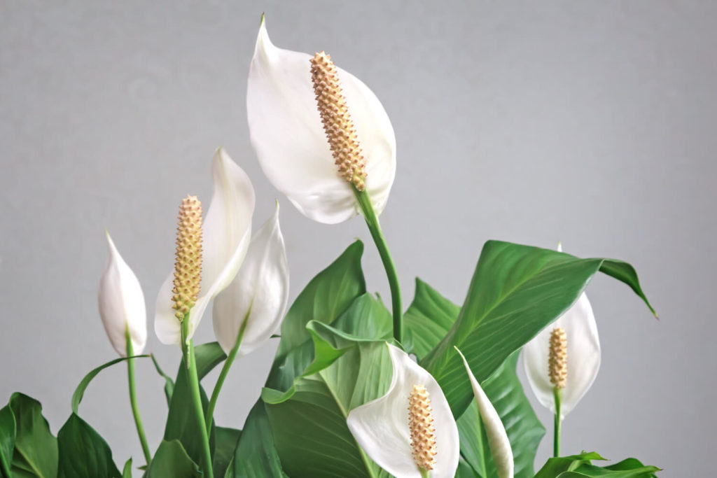 Lepelplant