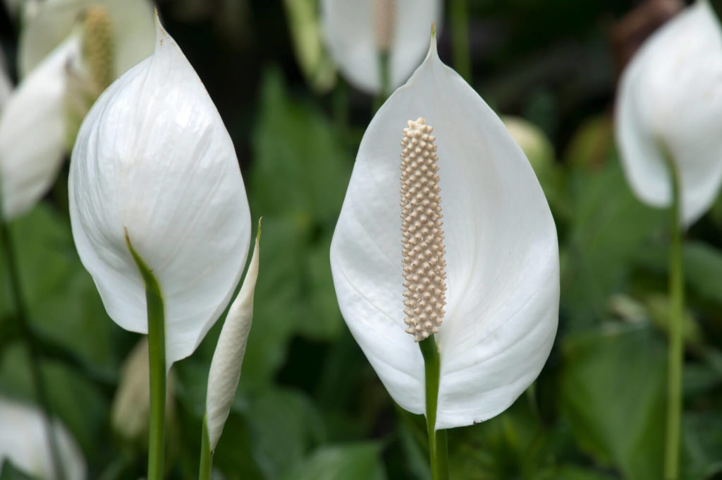 lepelplant bloem