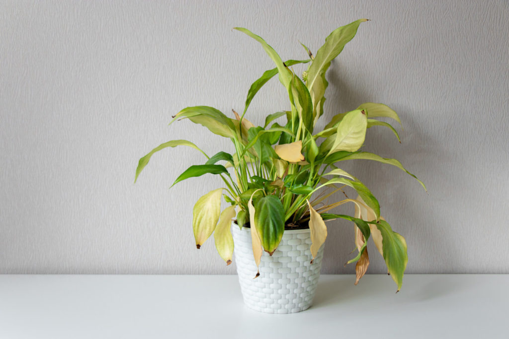 lepelplant gele bladeren